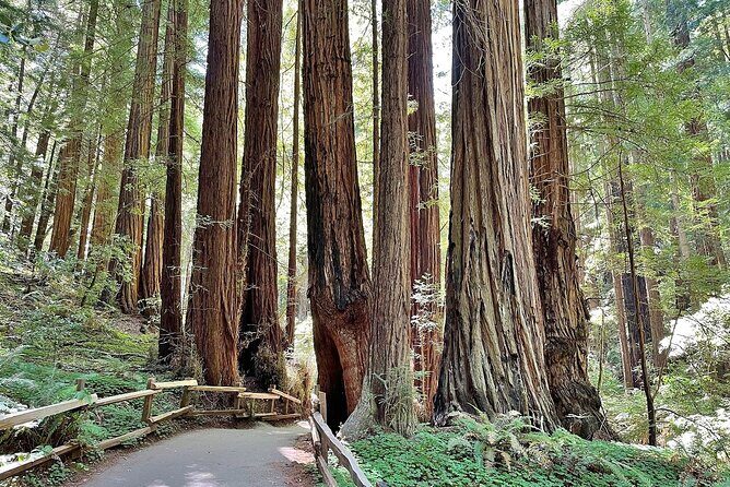 Muir Woods, Sausalito, Battery Spencer Premium Small-Group Tour - Fort Point under the Golden Gate: a free 15-minute photo stop