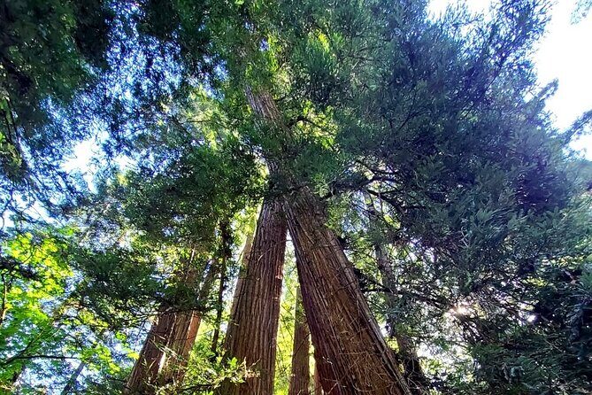 Muir Woods Sausalito Entry & Ferry to Fishermans Wharf included - A day that strings together SF, the bridge, redwoods, and Sausalito