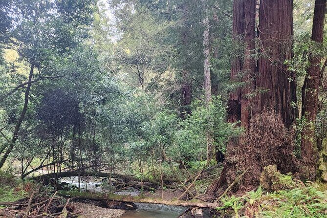 Muir Woods Sausalito Entry & Ferry to Fishermans Wharf included - Inside Muir Woods: what you’ll likely get in 1 hour 20 minutes