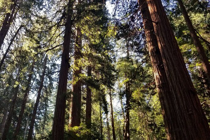 Muir Woods Sausalito Entry & Ferry to Fishermans Wharf included - Sausalito’s 3 hours: waterfront views, seafood, and an easy self-guided plan