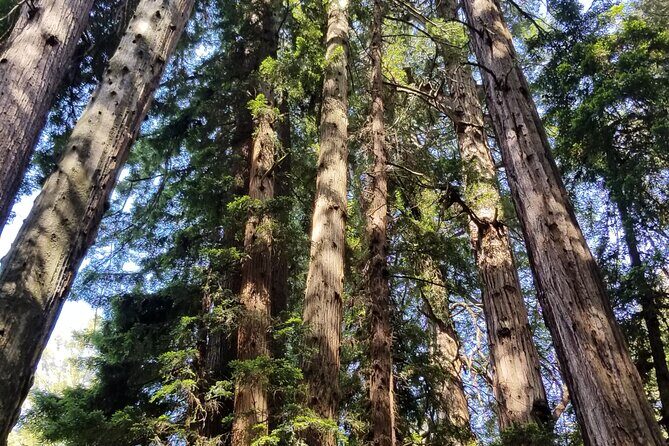 Muir Woods Sausalito Entry & Ferry to Fishermans Wharf included - The ferry ride back to Pier 41: scenic, short, and worth planning around