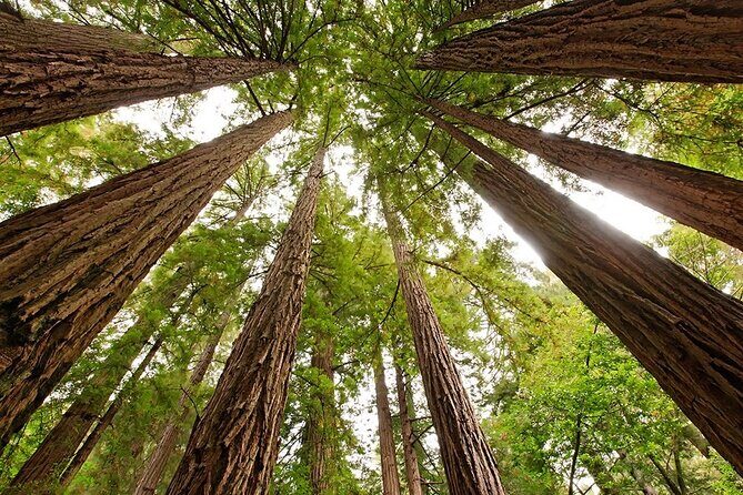 Muir Woods & Sausalito: Small Group Experience - Price and Value: What the $89 Covers (and What It Doesn’t)