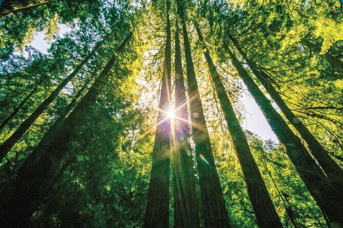 Muir Woods & Sausalito Tour - Muir Woods National Monument: Making the Most of Your One Hour