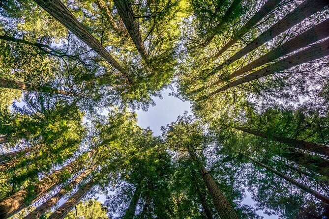 Muir Woods & Sausalito Tour - Value and Price at $99.99: Where the Money Goes