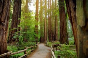 Muir Woods Self-Guided Driving and Walking Audio Tour - Start at Mill Valley and hear the train history before the redwoods