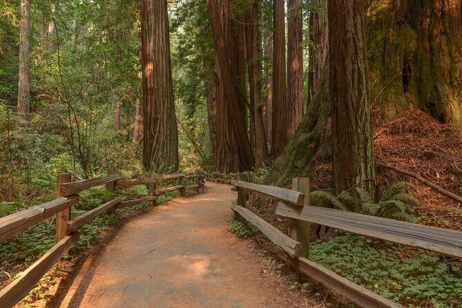 Muir Woods Self-Guided Driving and Walking Audio Tour - Muir Woods Rd: coastal redwood ecology and conservation stories