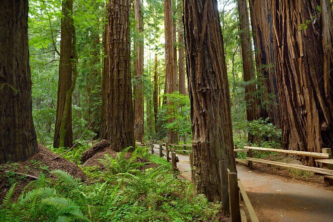 Muir Woods Self-Guided Driving and Walking Audio Tour - Parking, reservations, and downloading before you lose signal