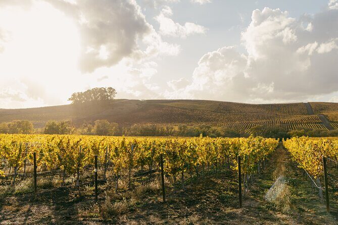 Napa and Sonoma Wine Tour from San Francisco - What you pay for in the $179 price (and what you don’t)
