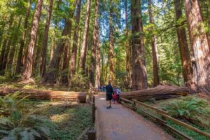 Official Alcatraz Tour with SF City, Muir Woods & Sausalito - Muir Woods: when 1.5 hours is enough