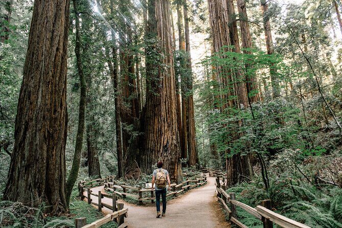 One Day in San Francisco: Alcatraz, Muir Woods, and SF City Tour - Muir Woods redwood walk: what you should expect on foot