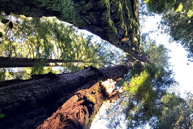 Private Full-Day San Francisco City Tour with Muir Woods (Max 6) - Golden Gate Park to Ocean Beach to Alamo Square