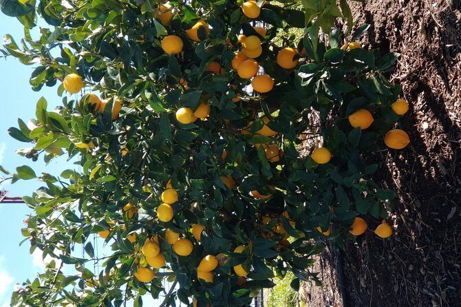 Private Group Wine Tour of Napa and Sonoma - Yountville: The Small Town Walk with Big-Name Eating
