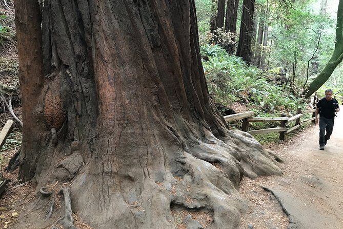 Private Muir Woods and Sausalito Half Day Tour - Private Van Time: Getting Out of San Francisco Fast