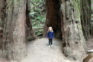 Private Muir Woods and Sausalito Half Day Tour - Golden Gate Bridge North-Side Photo Stop (Optional, 10 Minutes)