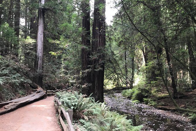 Private Muir Woods and Sausalito Half Day Tour - Price and Value: $699 per Group Up to 13