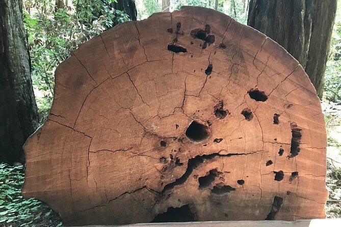 Private Muir Woods and Sausalito Half Day Tour - Van Access and Family Needs: Small Details That Matter