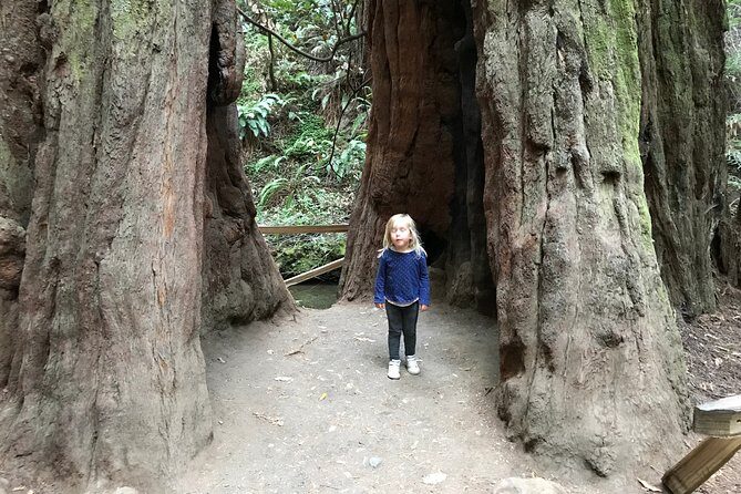 Private Muir Woods and Sausalito Half Day Tour - Golden Gate Bridge North-Side Photo Stop (Optional, 10 Minutes)