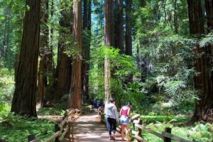 Private Muir Woods Tour + Golden Gate Bridge Stops (3 Hrs, Max 6) - From Fisherman’s Wharf to the Presidio: the warm-up you don’t want to miss