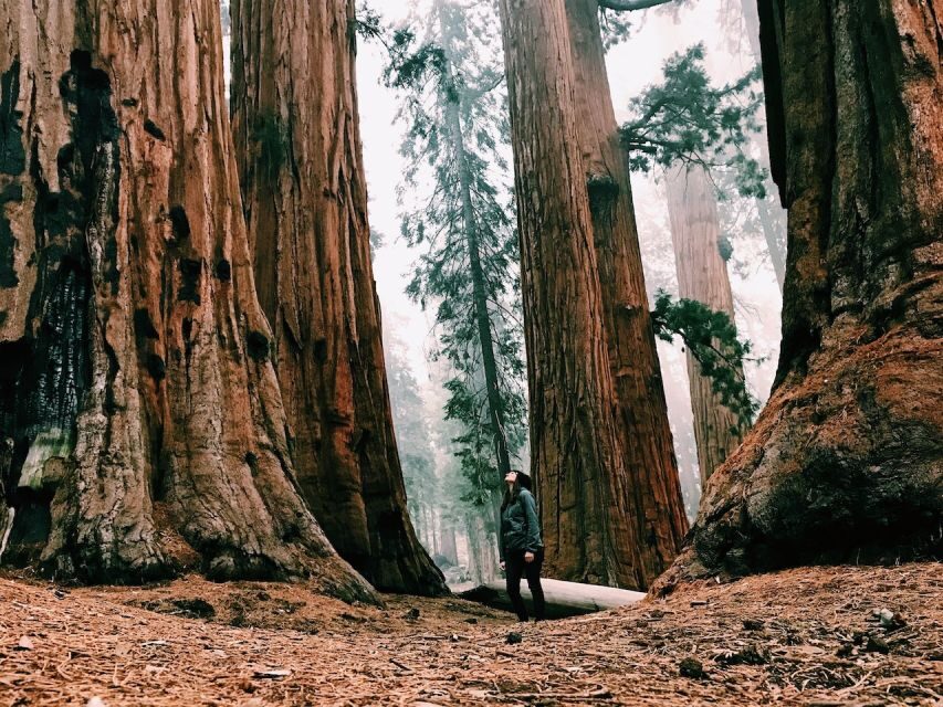 San Francisco: 2-Day National Park Tour with Yosemite Lodge - Small-group rhythm: guide-led days with room to breathe