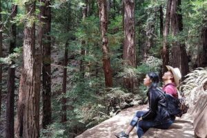 San Francisco: Armstrong Redwoods and Wine Tour with Tastings - From 99 Jefferson St at 8:30 am to Fisherman’s Wharf: The Route Matters