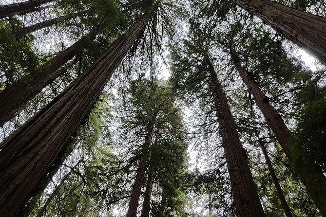San Francisco: Armstrong Redwoods and Wine Tour with Tastings - Armstrong Redwood State Reserve: Free Forest Time with a Real Plan