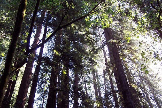 San Francisco: Armstrong Redwoods and Wine Tour with Tastings - Russian River Vineyards: Vine Views and the Wine-Tasting Rhythm