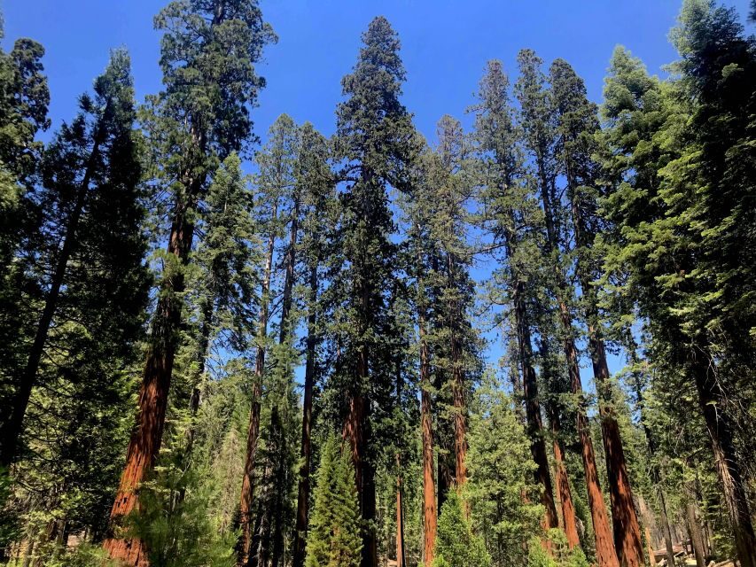 San Francisco: Day Trip to Yosemite with Giant Sequoias Hike - Small-group pace: better timing, fewer headaches