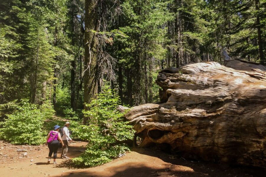 San Francisco: Day Trip to Yosemite with Giant Sequoias Hike - The sequoias hike: 2.5 miles that include a 400-foot reality check