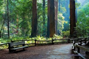 San Francisco Excursion: Guided Tour to Muir Woods and Sausalito - Stop 1: Muir Woods National Monument in 90 Minutes