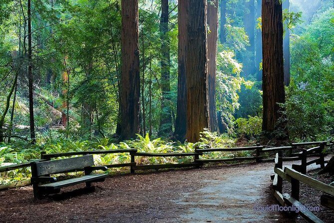San Francisco Excursion: Guided Tour to Muir Woods and Sausalito - Stop 1: Muir Woods National Monument in 90 Minutes