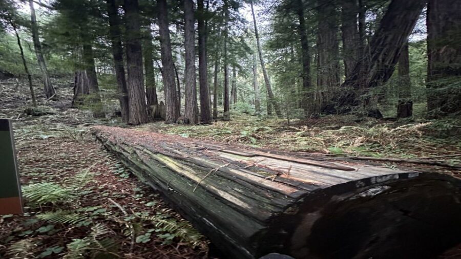San Francisco: Full-Day City Tour w/ Muir Woods & Sausalito - Key things I think you’ll notice