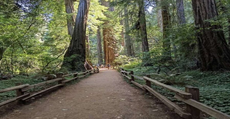 San Francisco: Full-Day City Tour w/ Muir Woods & Sausalito - Should you book this one?