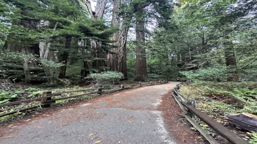 San Francisco: Full-Day City Tour w/ Muir Woods & Sausalito - A full-day plan that actually gives you structure