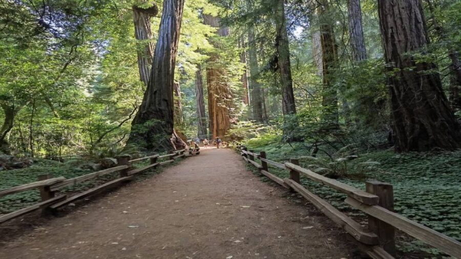 San Francisco: Full-Day City Tour w/ Muir Woods & Sausalito - Muir Woods National Monument: 1 hour 20 minutes among ancient redwoods