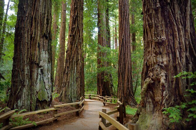 San Francisco: Full Day Coastal Redwoods & Wine Country Tour - Key Highlights Worth Your Time