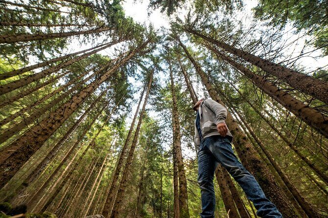 San Francisco: Full Day Coastal Redwoods & Wine Country Tour - Armstrong Redwood State Reserve: Walking Time Under Tall Coastal Trees