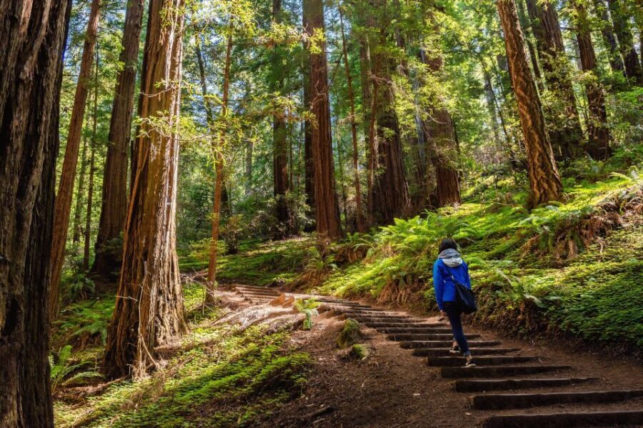San Francisco Golden Gate Sausalito Muir Woods Private Tour - Key highlights worth planning for