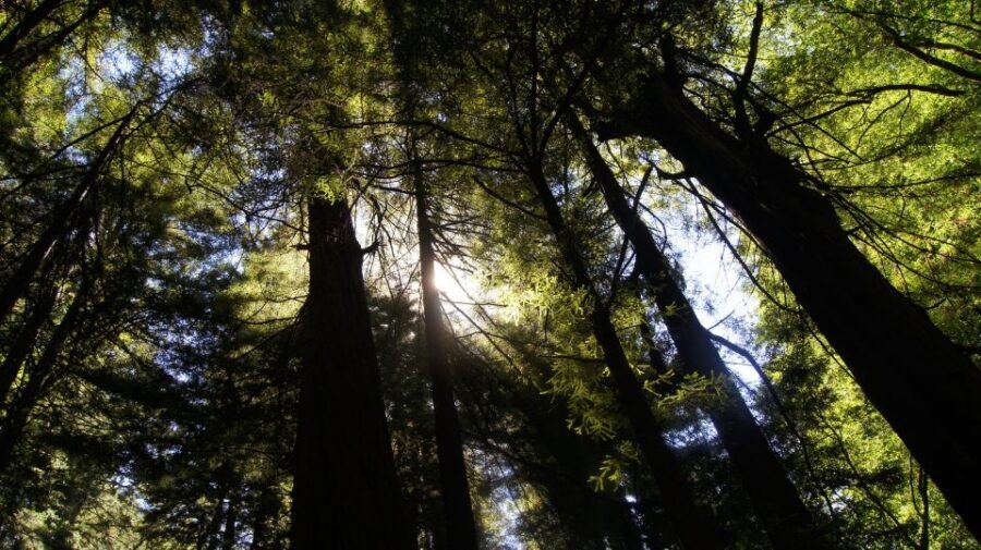 San Francisco: Guided Coastal Redwoods & Wine Country Tour - Key things to know before you go