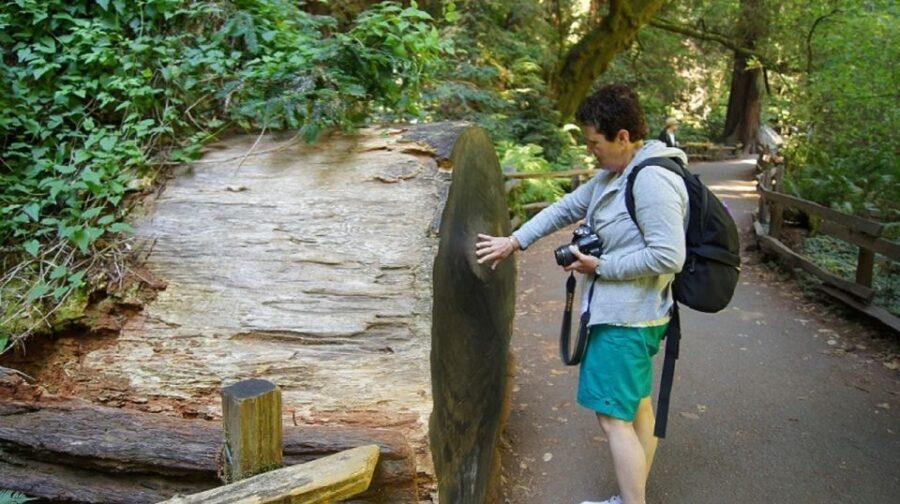 San Francisco: Guided Coastal Redwoods & Wine Country Tour - Fisherman’s Wharf to the Golden Gate: the day starts moving