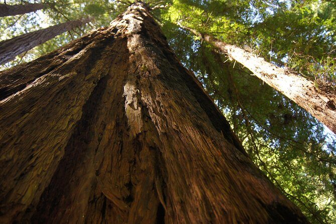 San Francisco: Guided Muir Woods Tour & Hop-on Hop-off Bus Tour - Price and value: is $140 fair for what you get?