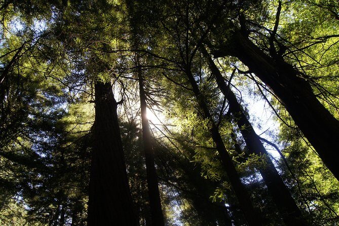 San Francisco: Guided Muir Woods Tour & Hop-on Hop-off Bus Tour - Who should book this Muir Woods + bus combo?