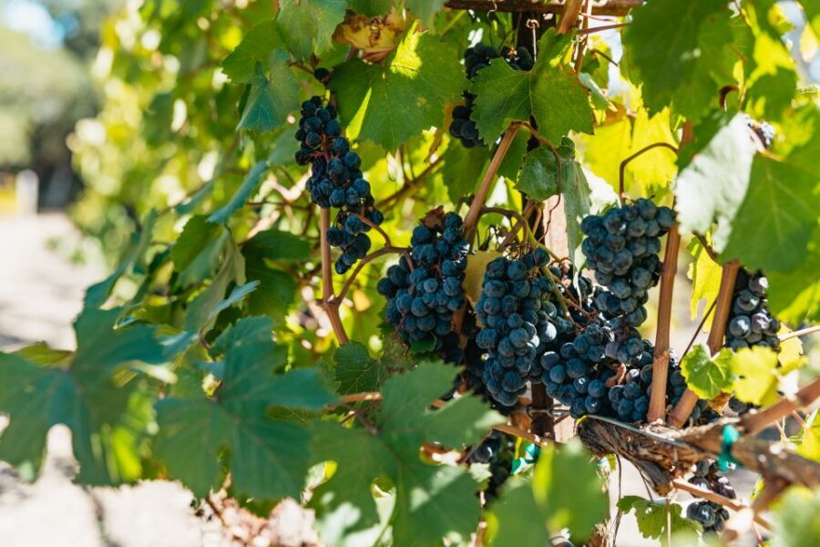 San Francisco: Half-Day Wine Country Excursion with Tastings - What This Half-Day San Francisco Wine Country Excursion Is