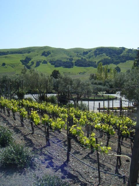San Francisco: Half-Day Wine Country Tour with Wine Tastings - The bus and guide factor: comfort, humor, and one big logistical reality
