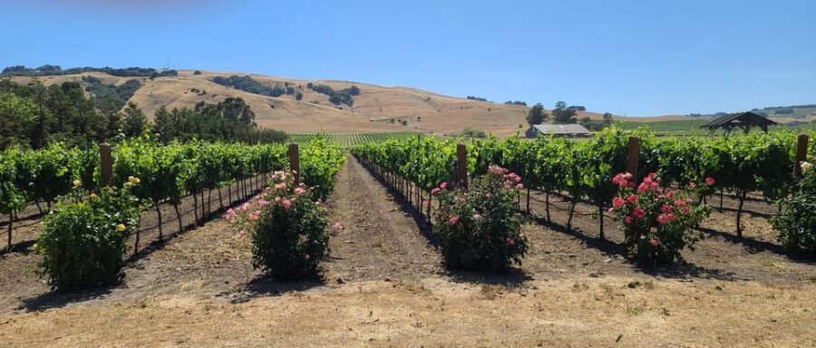 San Francisco: Half-Day Wine Tour with 2 Tastings Included - Two wineries and two 1-hour tastings: how to make the most of the included stops