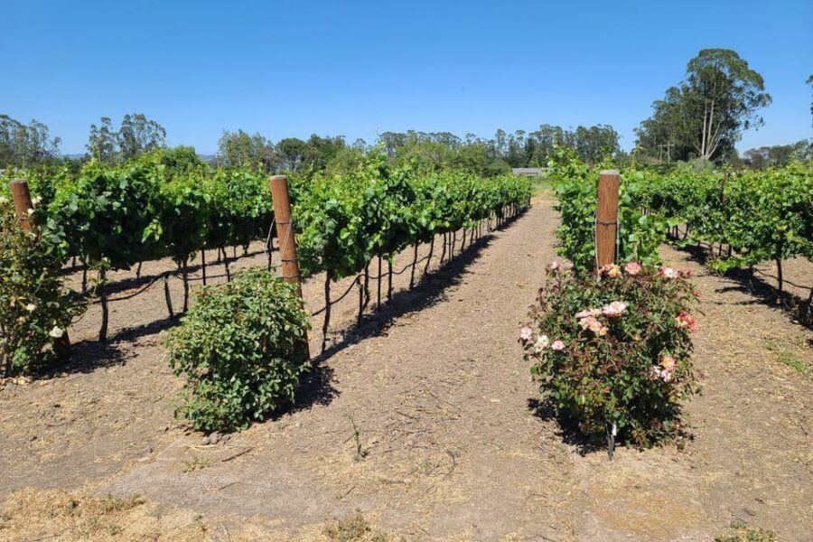 San Francisco: Half-Day Wine Tour with 2 Tastings Included - Sonoma lunch options: Sonoma Plaza vs. eating with the winery group