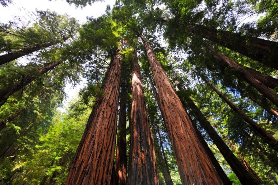 San Francisco: Hop-On Hop-Off + Muir Woods Tour - The Big Picture: Two Tours in One Day, Without the Stress