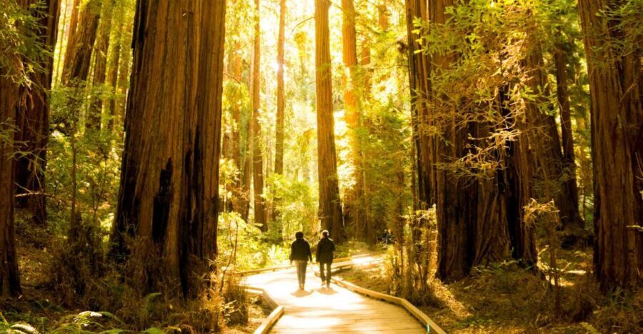 San Francisco: Hop-On Hop-Off + Muir Woods Tour - Open-Top City Touring: Why It’s More Than Just Transport