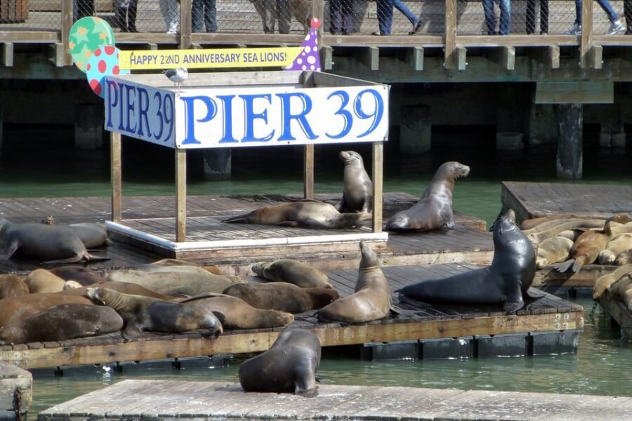 San Francisco: Hop-On Hop-Off Tour with Optional Night Tour - Key Things to Know Before You Ride