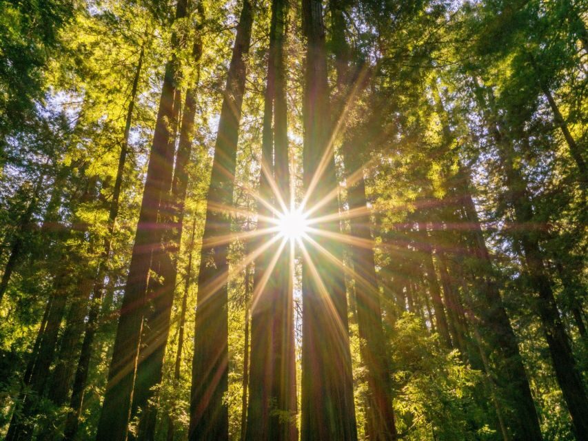San Francisco: Muir Woods and Sausalito Experience - From Fisherman’s Wharf to Muir Woods: the smooth start