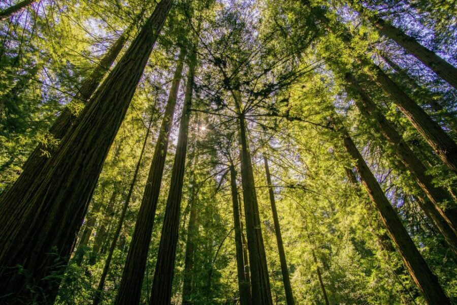 San Francisco: Muir Woods and Sausalito Experience - Sausalito: shops, art, mansions, and bay views